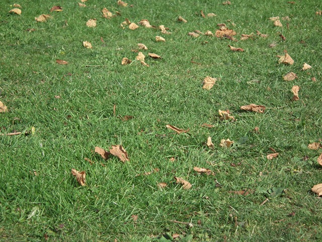 DSCF1209