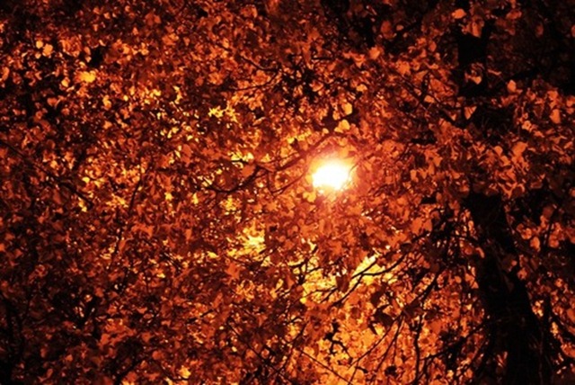 autumn nights
