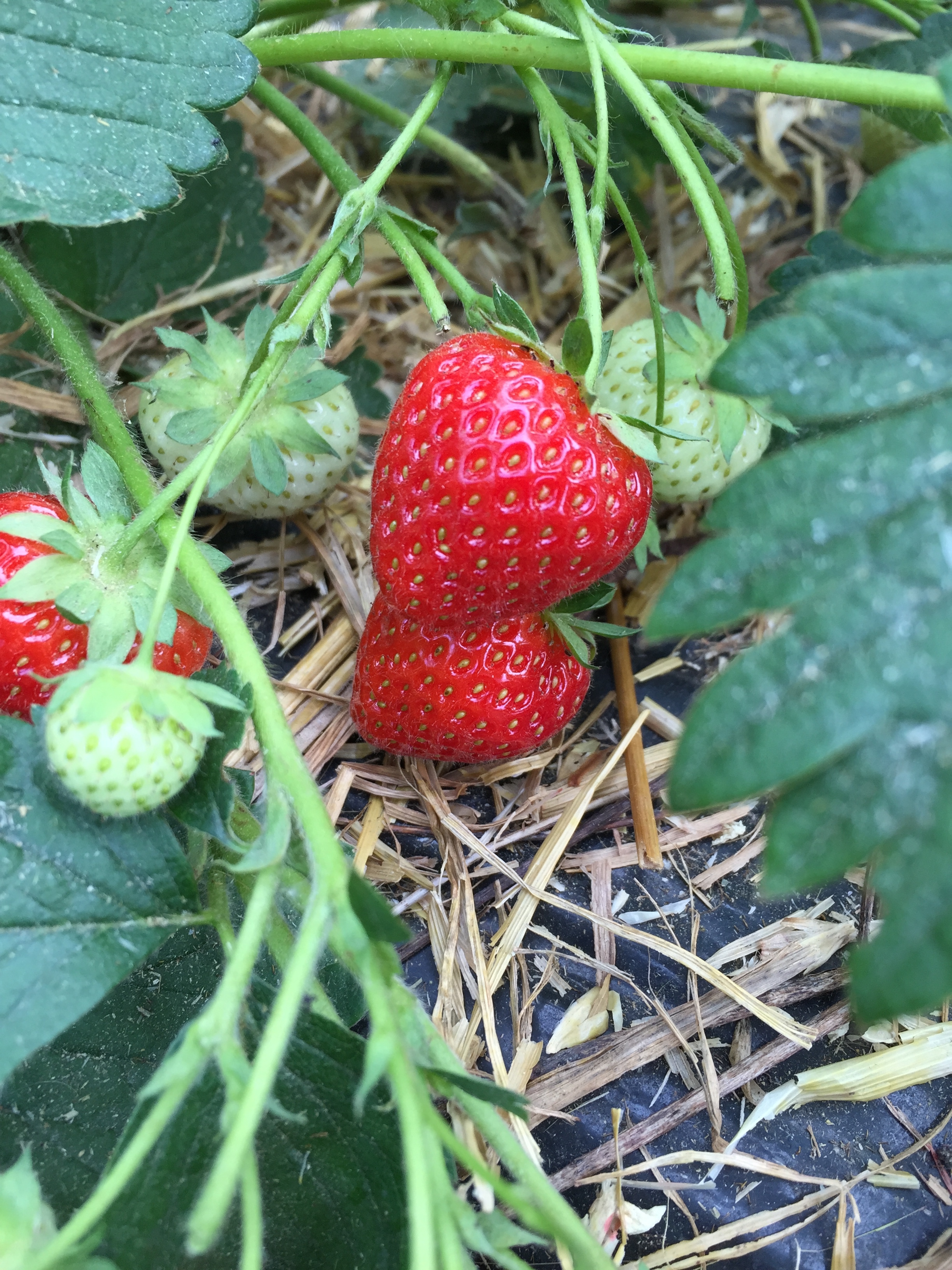 Strawberry Fields & Father’s Day Meal