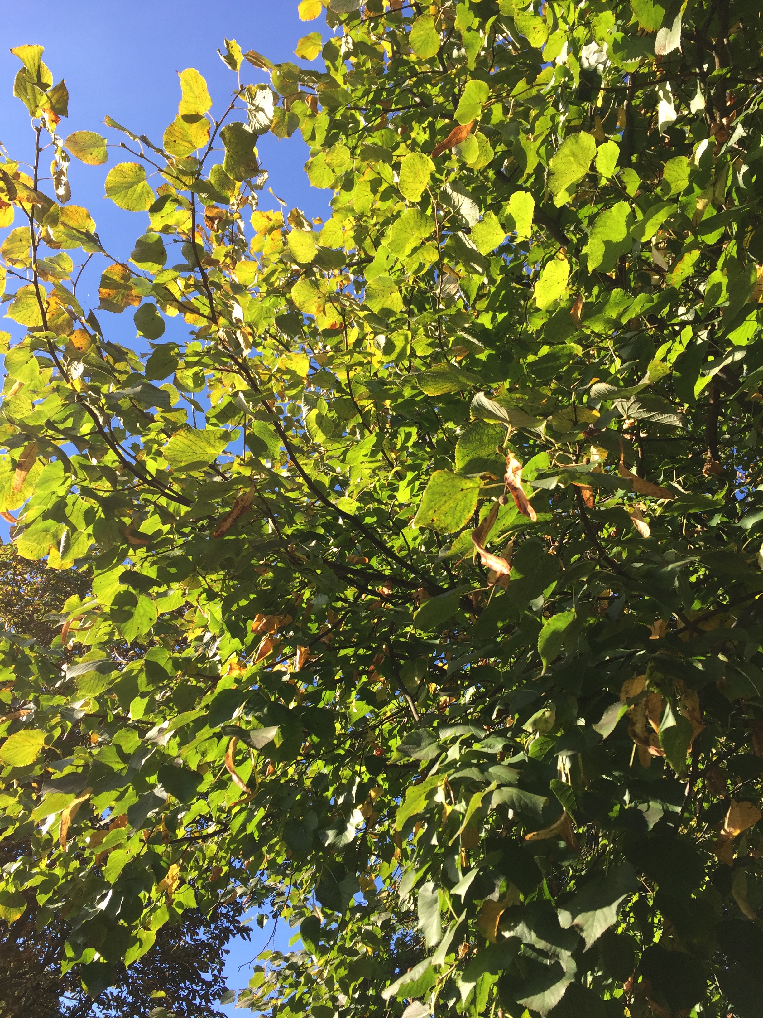 Life in Rewind – October 2016