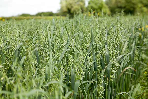 An Oat is Never Just an Oat